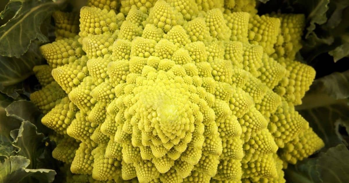 Yellow-green fractal pattern on black background