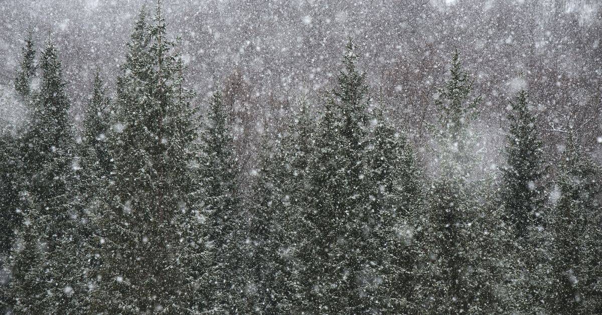 Snow falling on a field of pine trees
