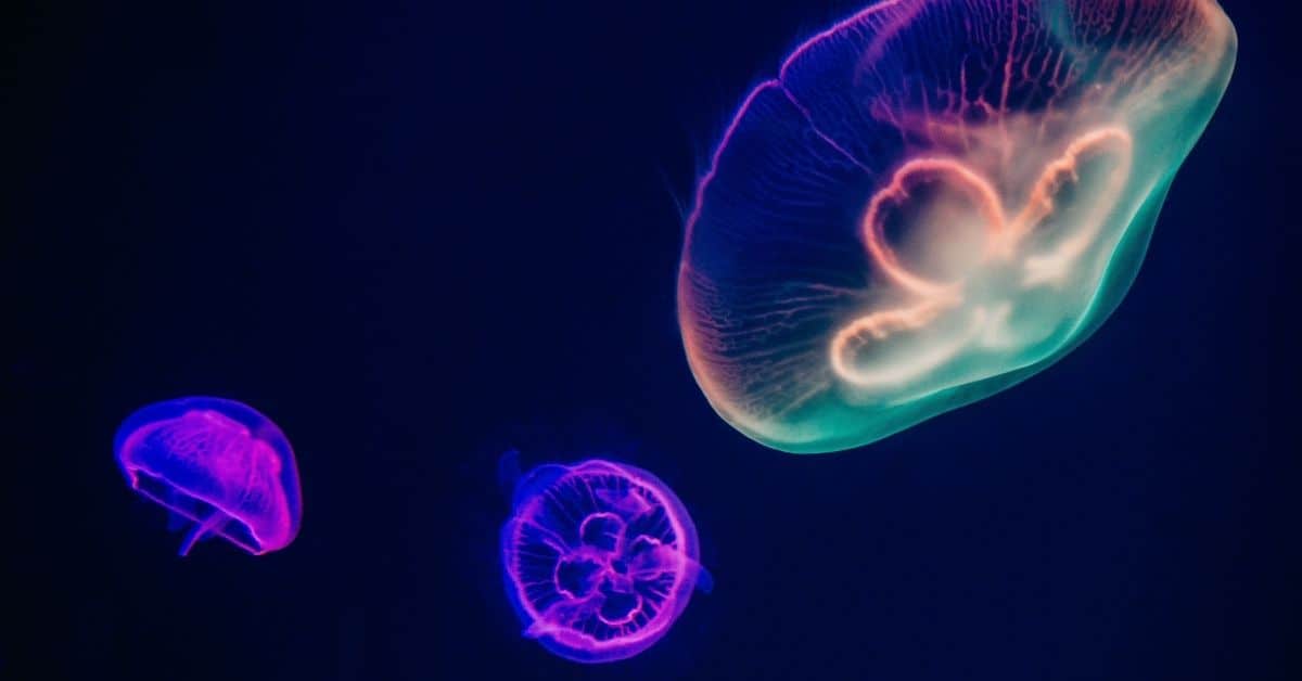 Three multicolored neon jellyfish