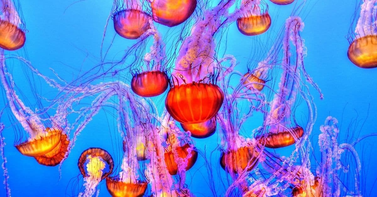 A swarm of pink and red jellyfish in blue water