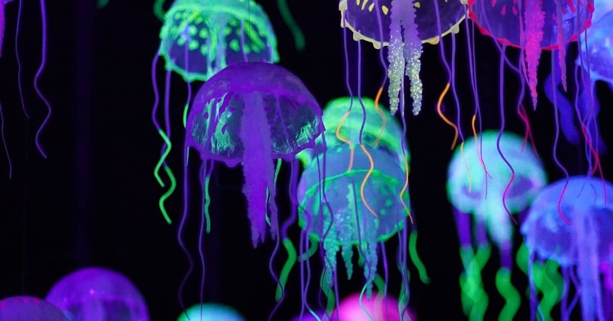 Bright multicolored jellyfish on a dark background
