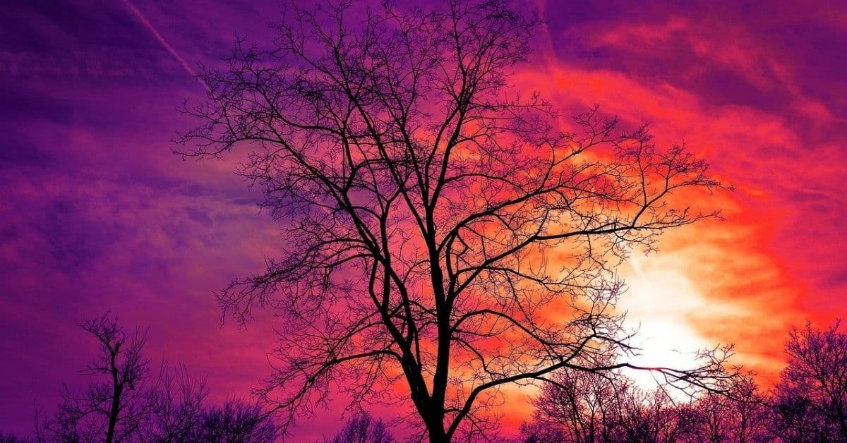 A bare tree lit from behind by a sunset in tones of pink and purple